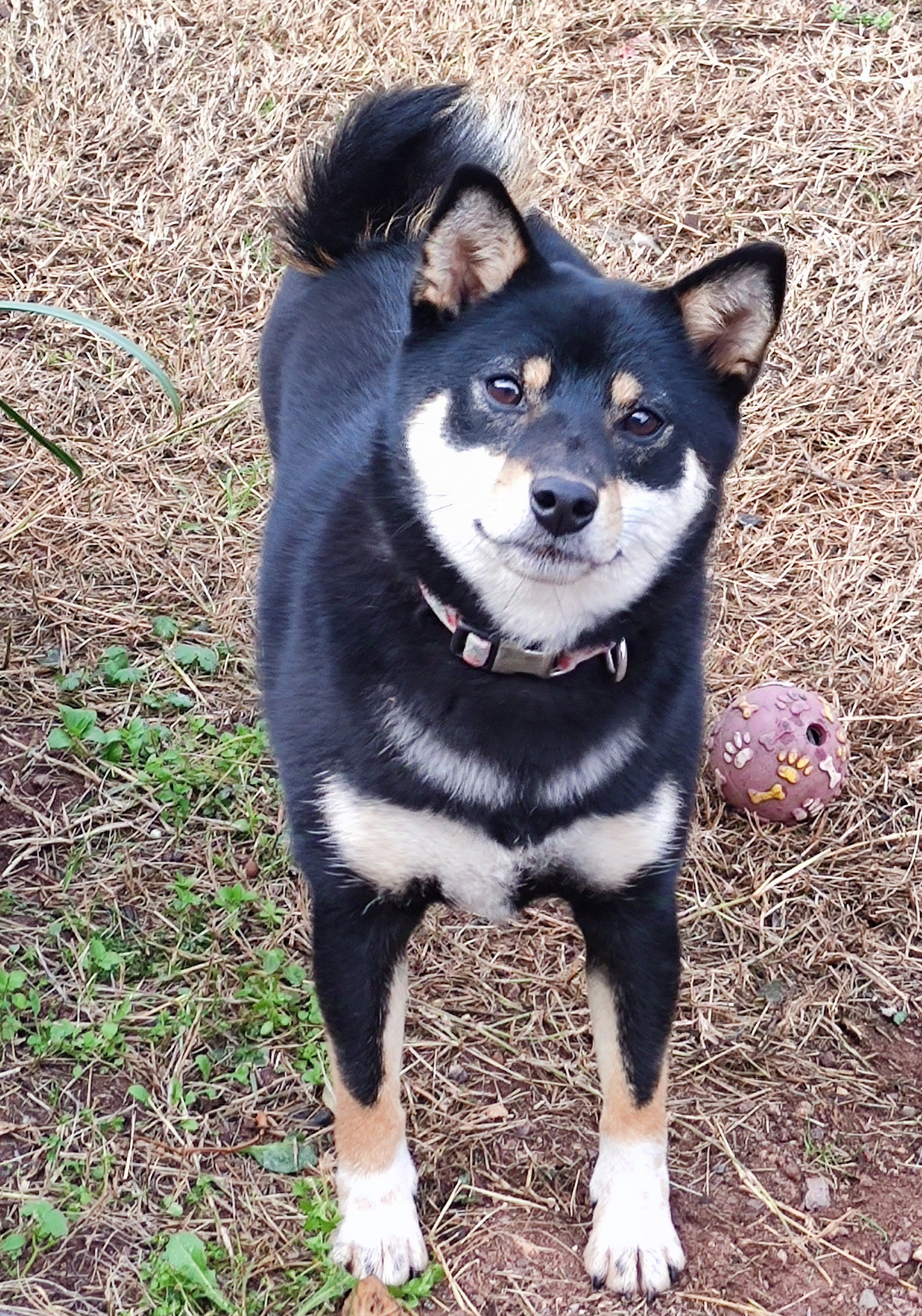 Photo originale d’un Shiba Inu utilisée pour créer le portrait