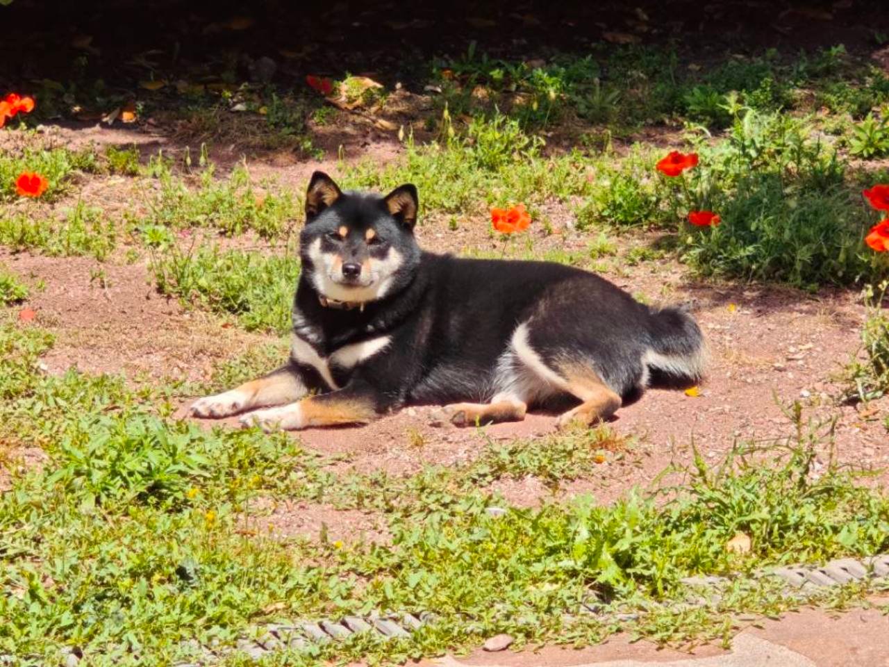 Photo source d’un chien utilisée pour créer un portrait Cadlyo