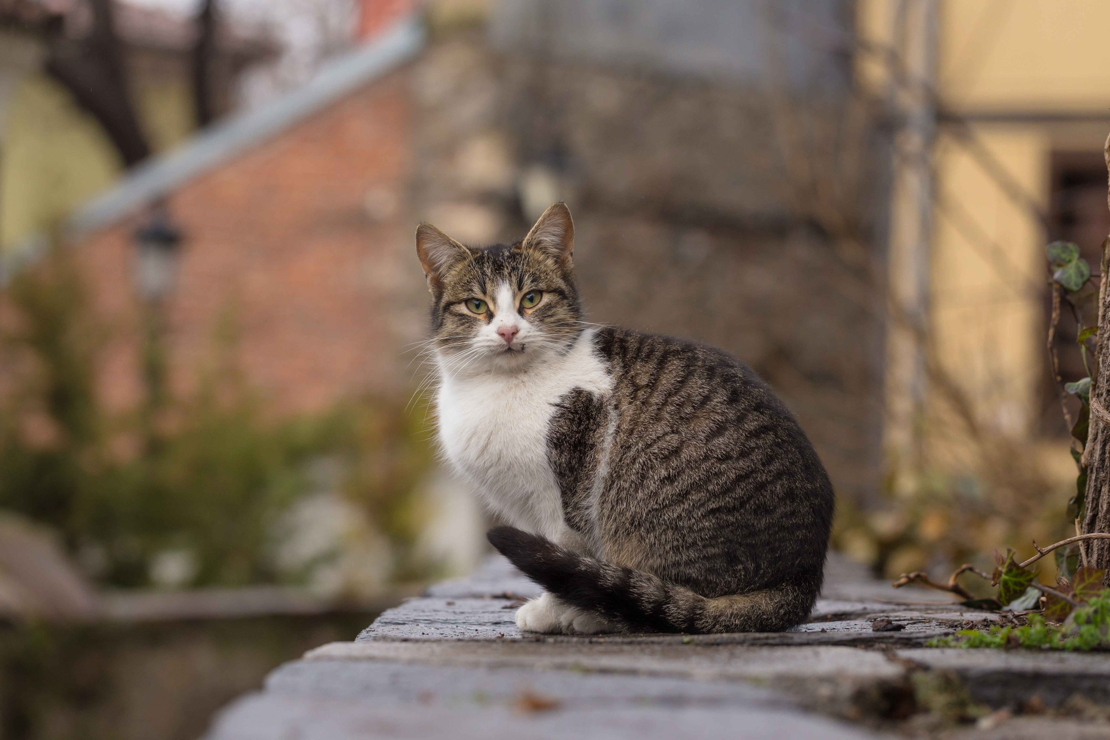 Photo source d'un chat choisie pour préparer un portrait souvenir